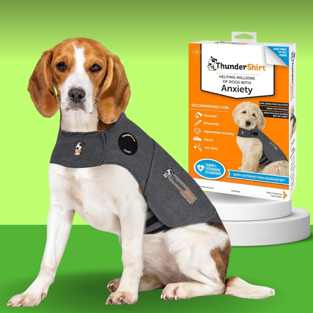 Dog wearing ThunderShirt anxiety vest indoors next to packaging, looking calm and relaxed. - Happy Barker