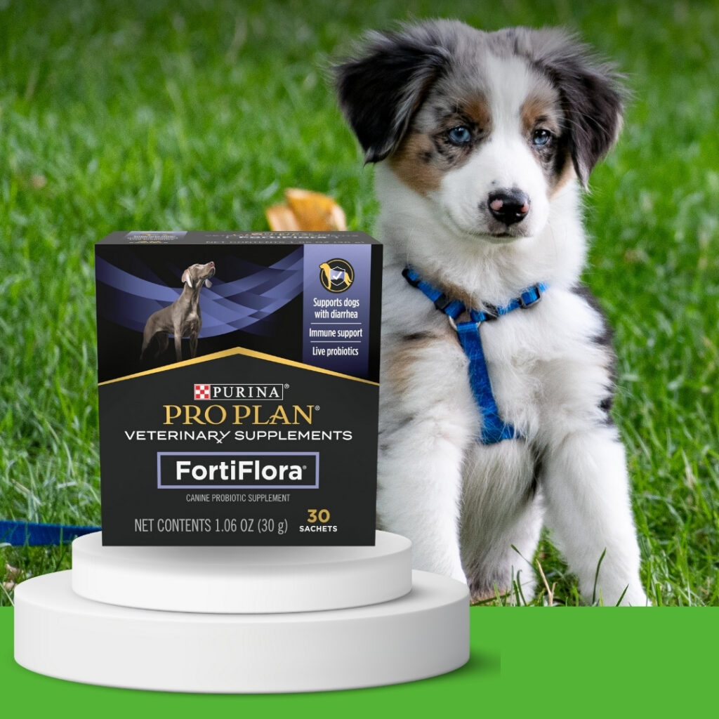 Puppy with sensitive stomach sitting beside Purina FortiFlora probiotic supplement box