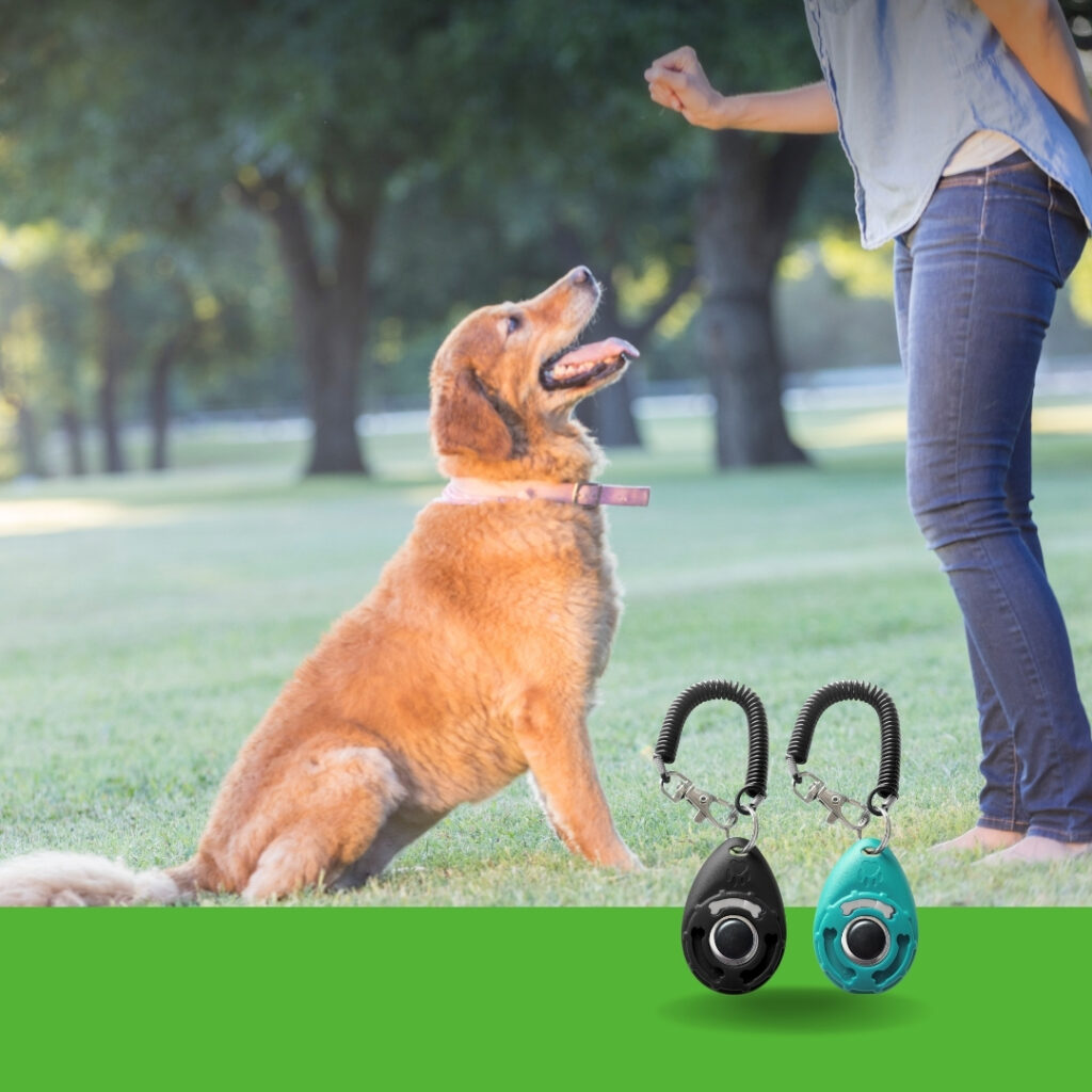 A happy large dog sitting calmly next to a training clicker tool on a wooden floor | HappyBarker