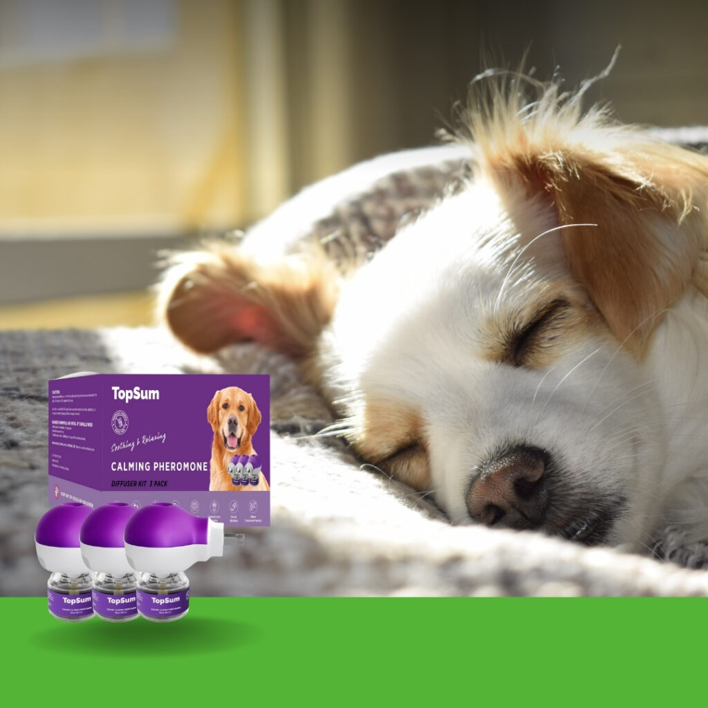 Dog resting calmly near a plugged-in pheromone diffuser for separation anxiety relief | HappyBarker