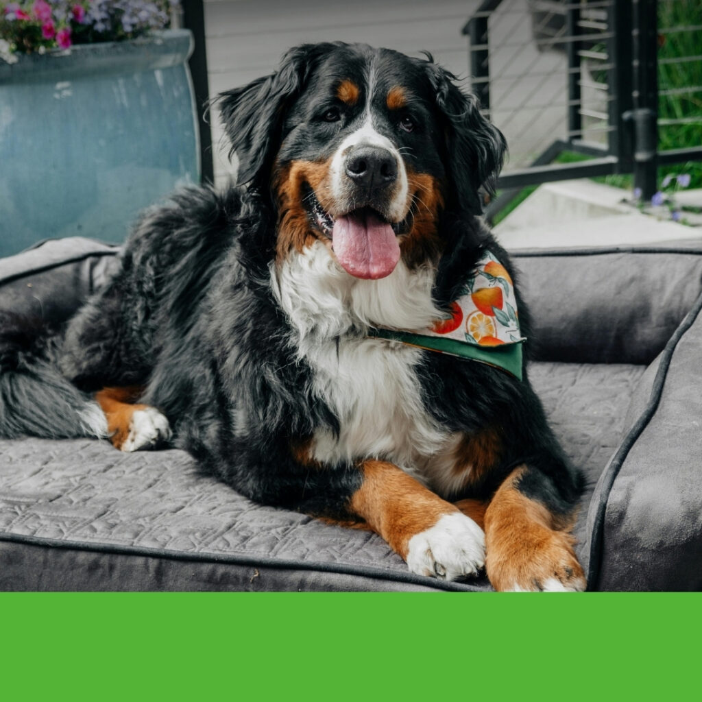 A Happy Dog lounging on the EHEYCIGA waterproof orthopedic dog bed | HappyBarker