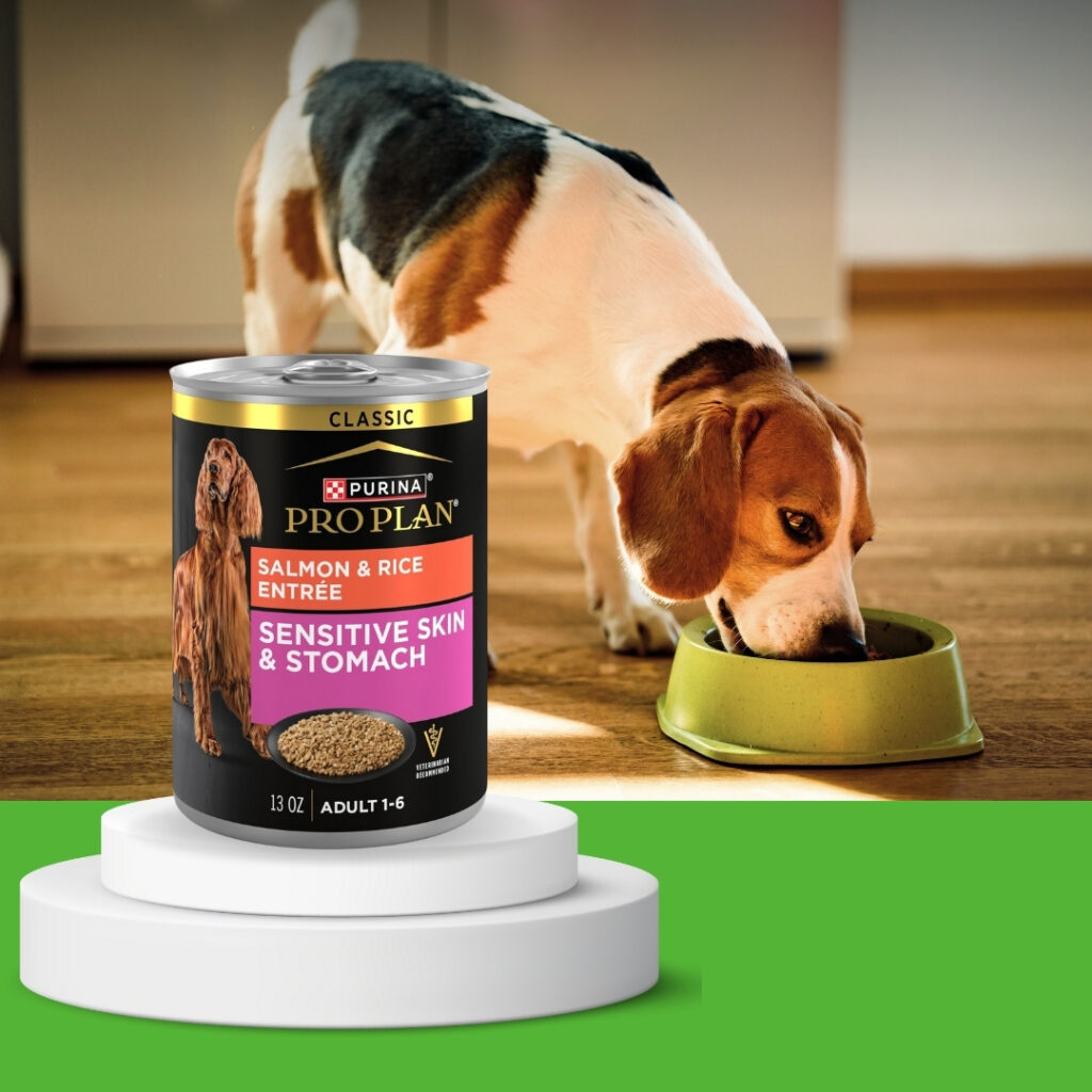 Dog enjoying Purina Pro Plan Sensitive Skin & Stomach Wet Dog Food for digestive and skin health. \ HappyBarker
