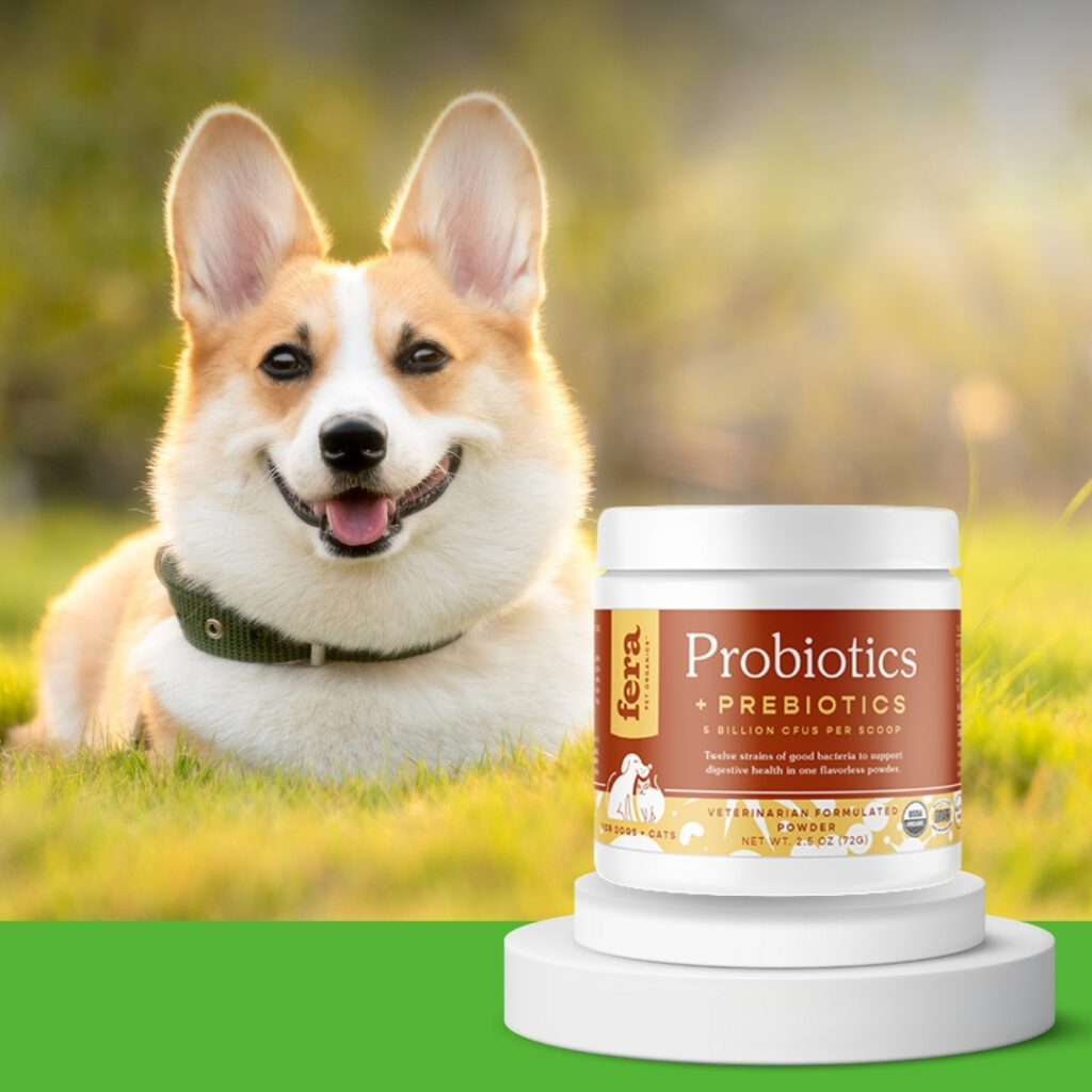 Happy dog enjoying a walk after taking probiotics for dogs | HappyBarker