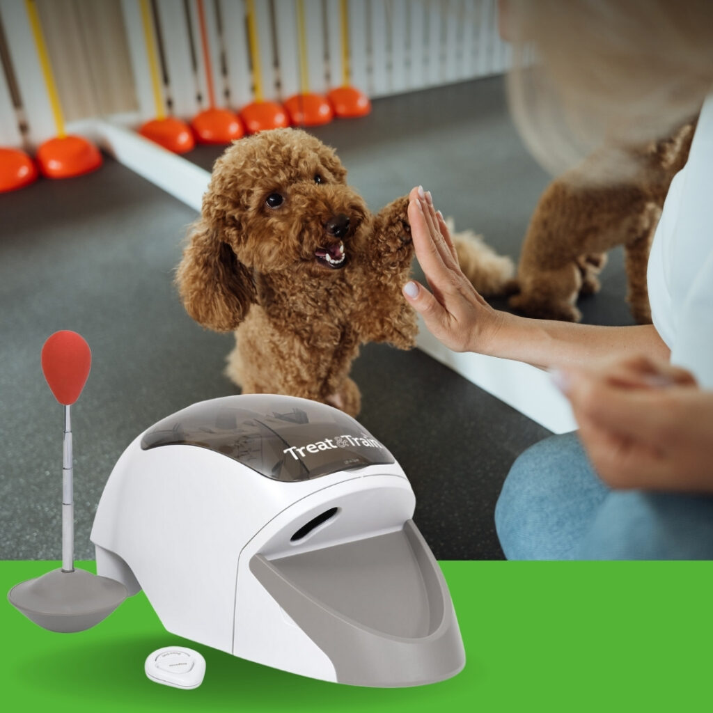 Dog using the Treat&Train remote treat dispenser during positive reinforcement training | HappyBarker