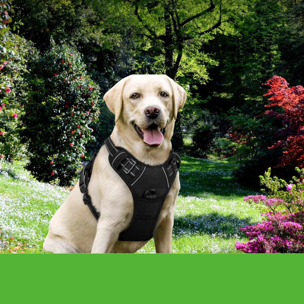 Large brown dog wearing a rabbitgoo dog harness with handle, standing in a park | HappyBarker