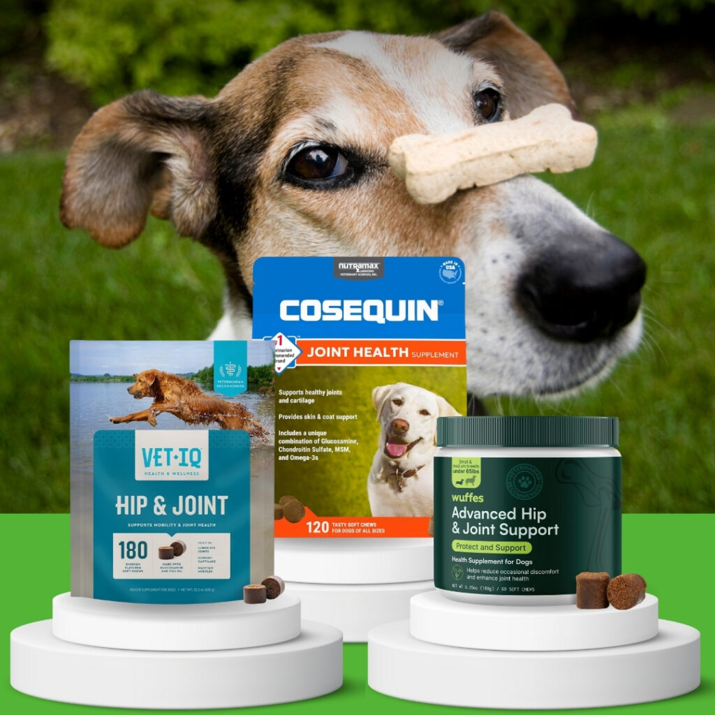 Dog receiving joint supplement chews for improved mobility and coat health | HappyBarker