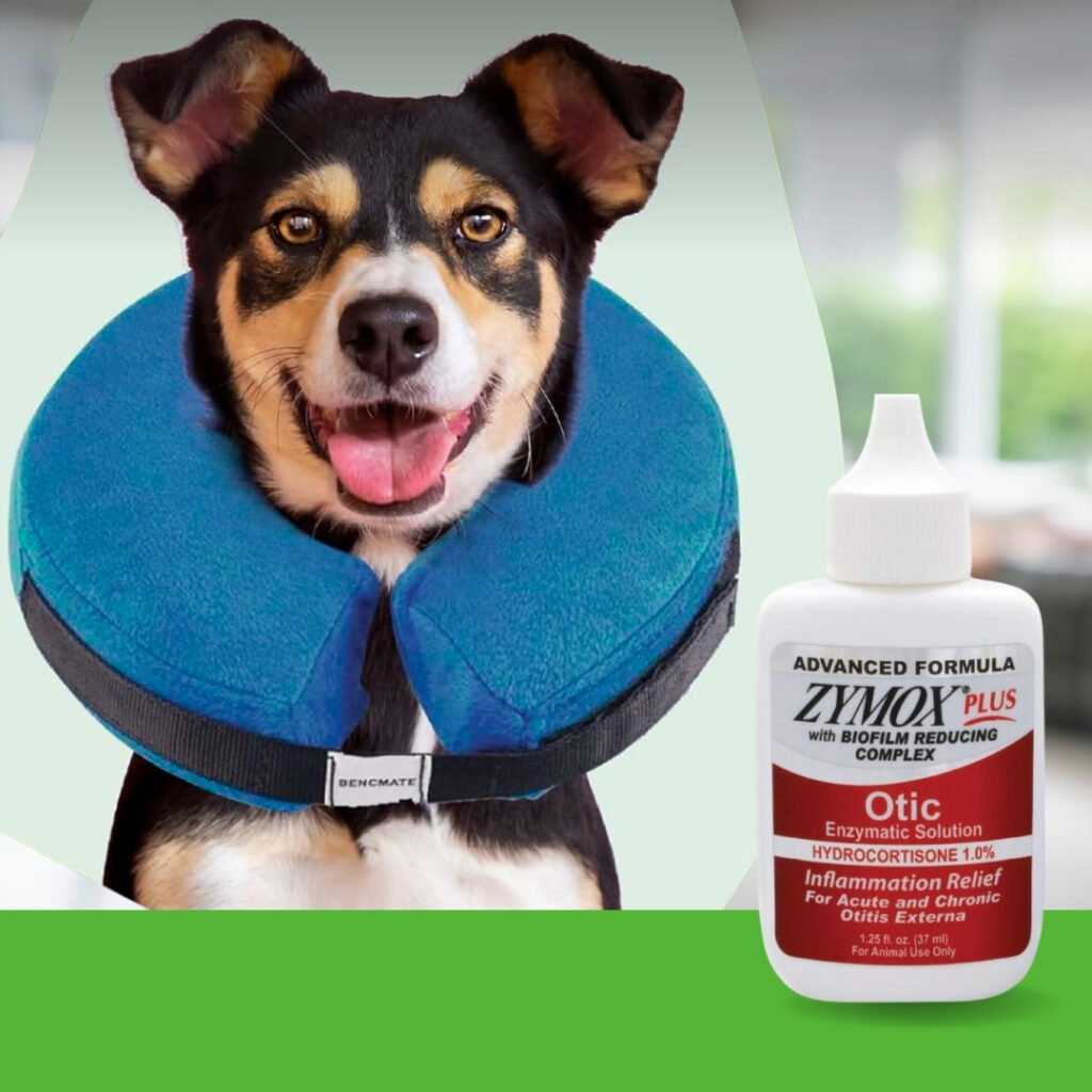 Happy dog wearing a BENCMATE inflatable dog cone collar with Zymox ear solution bottle beside it | HappyBarker