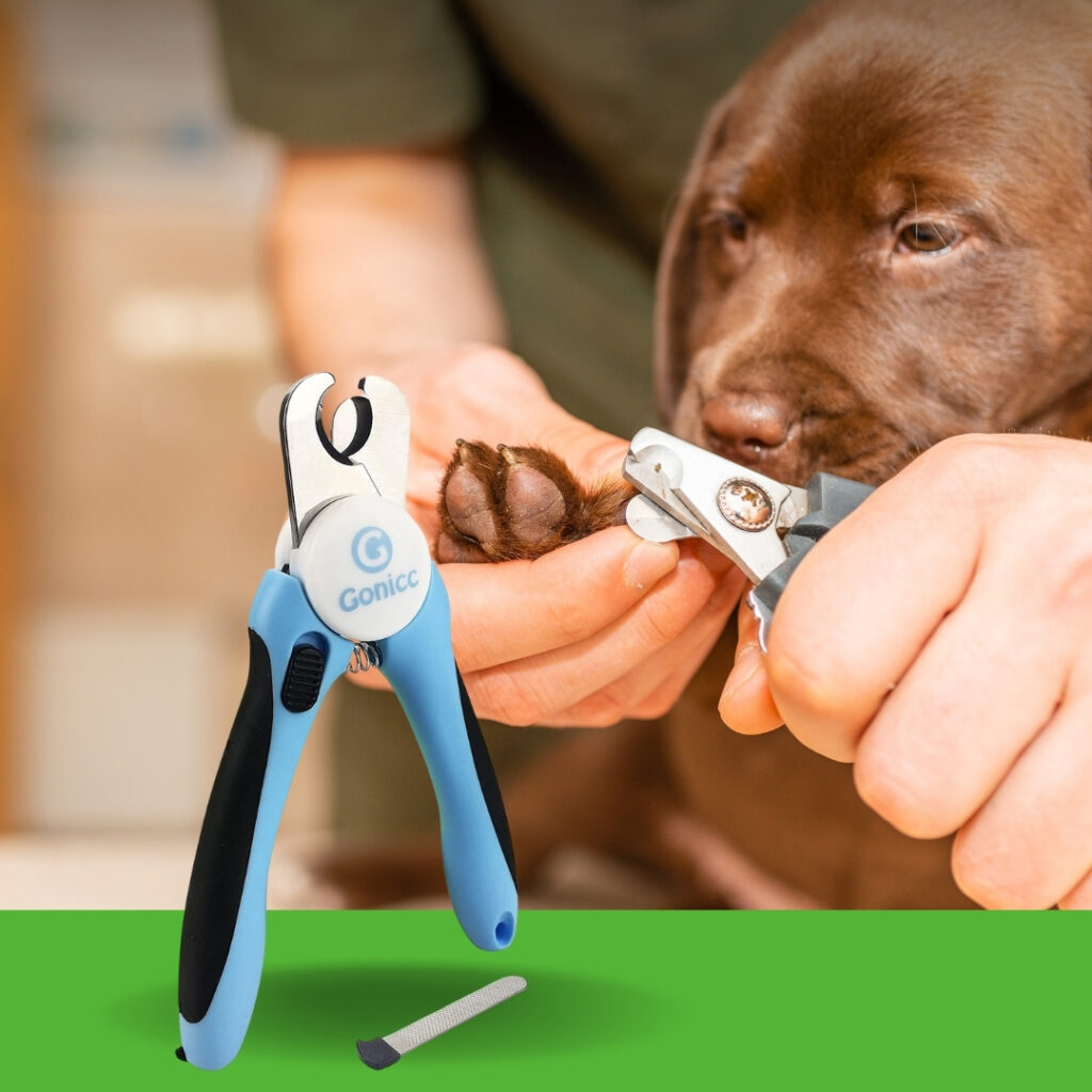 Close-up of dog paw being trimmed with nail clippers safely and gently | HappyBarker