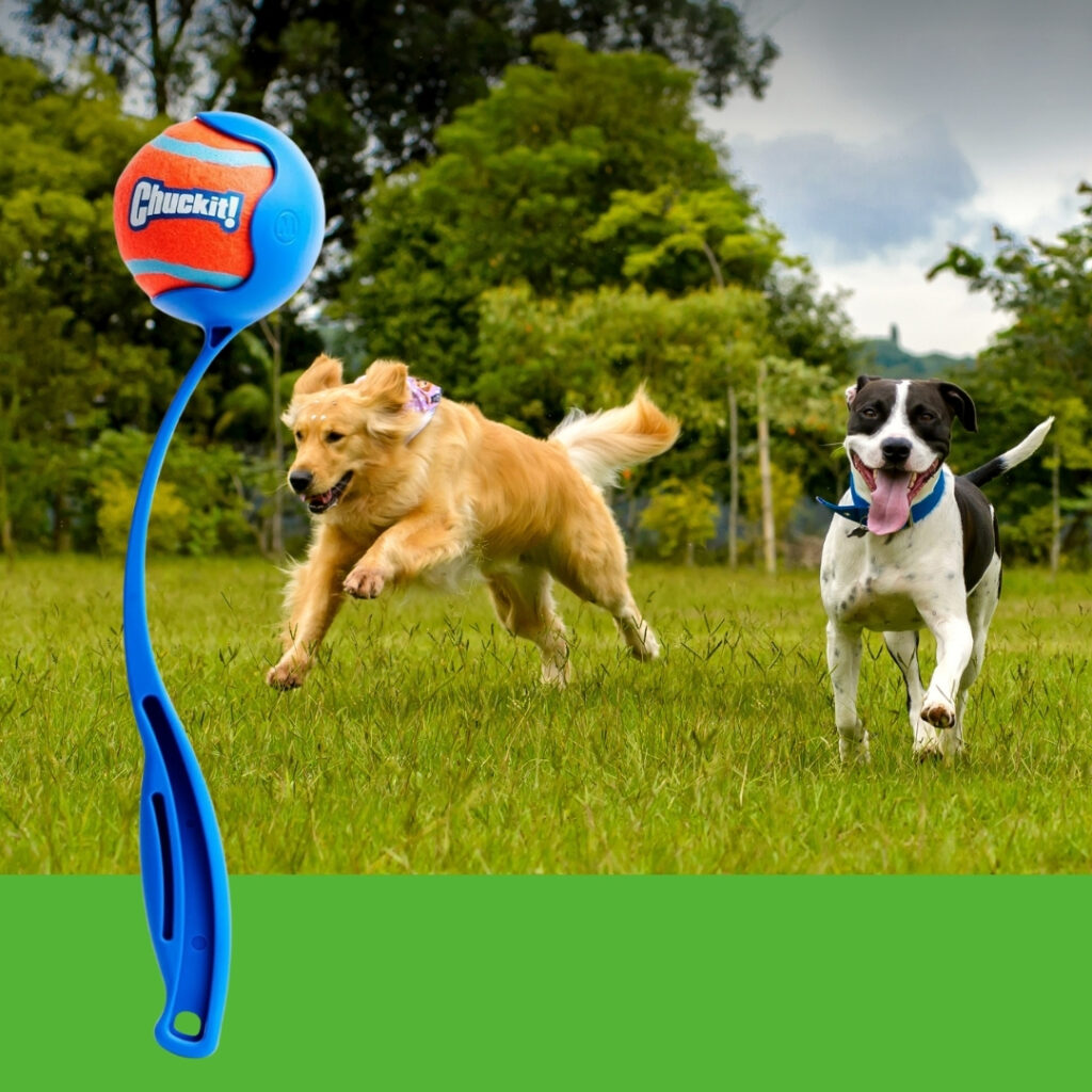 Chuckit! Dog Ball Launcher Sport 12 inch with dog fetching ball in a park | HappyBarker