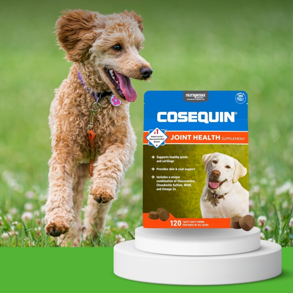 Happy dog enjoying mobility thanks to Cosequin joint supplement | HappyBarker